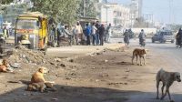 Stray dogs bite attacks increased