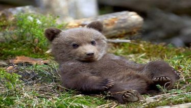 Bear cub escapes from Peshawar Zoo