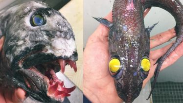 fishes