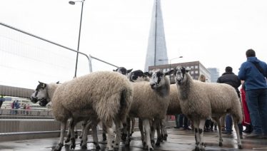 sheeps drink Viagra