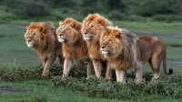 lions